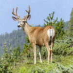 Passing the Buck - Weekly Blog Post by Dr. Craig Biehl - male buck deer in forest