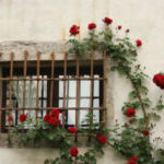 Thorns as Windows to the Soul - Weekly Blog Post by Dr. Craig Biehl - barred window with red roses climbing around it