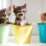 Gleaning from The Religious Affections (Part 11): Uncertain Sign Eight: Joy and Comfort Following Conviction and Mourning for Sin - Weekly Blog Post by Dr. Craig Biehl - kittens in colored buckets