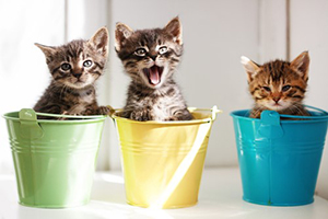 Gleaning from The Religious Affections (Part 11): Uncertain Sign Eight: Joy and Comfort Following Conviction and Mourning for Sin - Weekly Blog Post by Dr. Craig Biehl - kittens in colored buckets