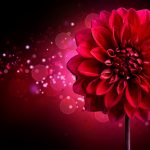 Gleanings from The Religious Affections (Part 25): Distinguishing Sign Ten: Gracious Affections Have a Beautiful Symmetry - Weekly Blog Post by Dr. Craig Biehl - red Dahlia flower