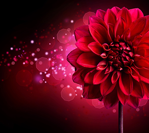 Gleanings from The Religious Affections (Part 25): Distinguishing Sign Ten: Gracious Affections Have a Beautiful Symmetry - Weekly Blog Post by Dr. Craig Biehl - red Dahlia flower