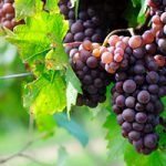 Gleanings from The Religious Affections (Part 29): Distinguishing Sign Twelve: Gracious Affections Produce Christian Works (3) - Weekly Blog Post by Dr. Craig Biehl - Jesus is the true vine