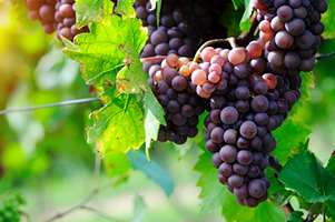 Gleanings from The Religious Affections (Part 29): Distinguishing Sign Twelve: Gracious Affections Produce Christian Works (3) - Weekly Blog Post by Dr. Craig Biehl - Jesus is the true vine